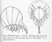 Black and white drawing of a female Mimonecles loveni from the side and below, showing the distended-balloon-like form of the anterior part of the body