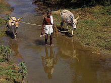 Bauer mit Ochsen in Tamil Nadu