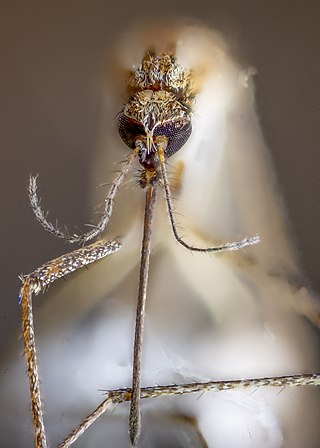 Head of female mosquito, eyes visible