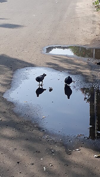 File:Feral Blue Rock Pigeon is drinking water 01.jpg