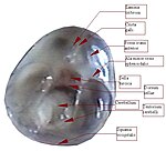 The lower inner surface of the neurocranium- 11 weeks' fertilization age