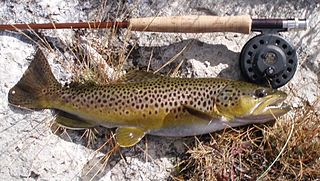 Scottish brown trout with crazy markings : r/flyfishing