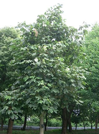 <i>Firmiana</i> Genus of flowering plants