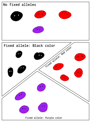 <span class="mw-page-title-main">Fixed allele</span> Allele with a frequency of 1