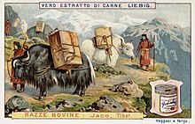 Illustrazione di una carovana di yak addomesticati