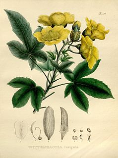 <i>Cochlospermum regium</i>