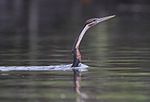 Flickr - Rainbirder - African Darter (Anhinga rufa) (1).jpg