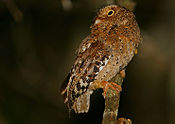 Flickr - Rainbirder - Sokoke Scops Eule (Otus ireneae) (1).jpg