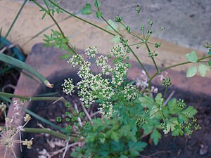 Flor de perejil.JPG