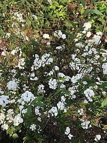 Fleur de panier.