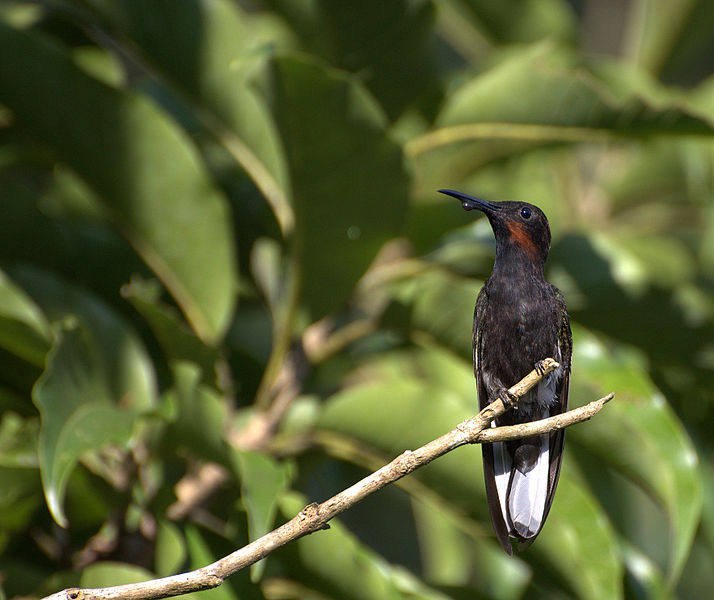 File:Florisuga fusca-5.jpg