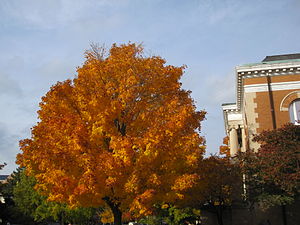 Carnegie Hall at NCC Foliage, Carnegie Hall.jpg