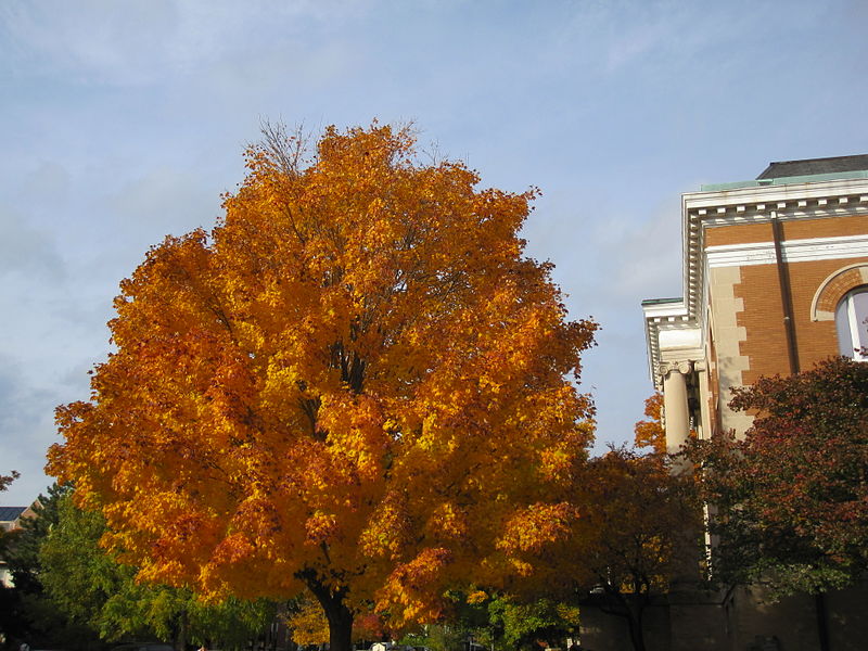 File:Foliage, Carnegie Hall.jpg