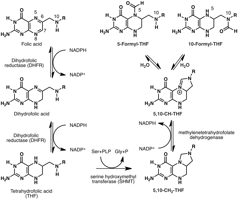 Folate Wikiwand