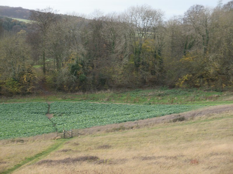 File:Footpath on the Chiltern Way - geograph.org.uk - 2727039.jpg