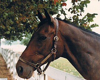 Forego American-bred Thoroughbred racehorse