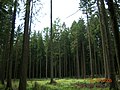 Germania, una foresta