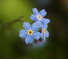 Forget-me-not2-cropped.jpg