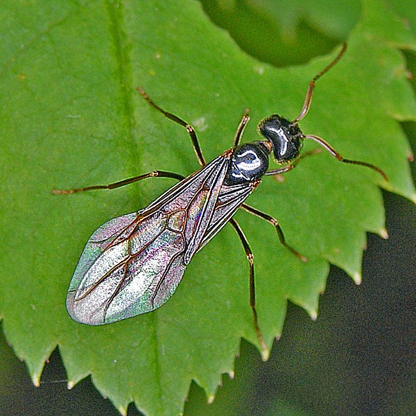 File:Formicidae - Lasius (Dendrolasius) fuliginosus (Queen).JPG