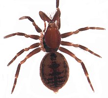 Forstrarchaea rubra female.jpg