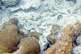 Pareja de C. capistratus junto a colonia de coral cerebro Pseudodiploria strigosa y Abudefduf saxatilis