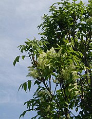 Foliage and flowers; Denmark