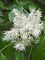 Fraxinus ornus, Jesion mannowy, 2021-05-26