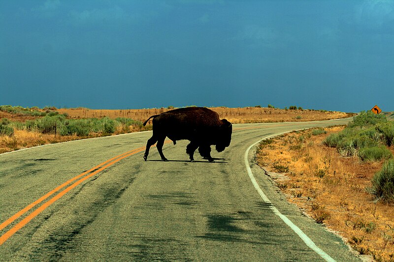 File:Free American Bison Buffalo on Antelope Island Utah Creative Commons.jpg
