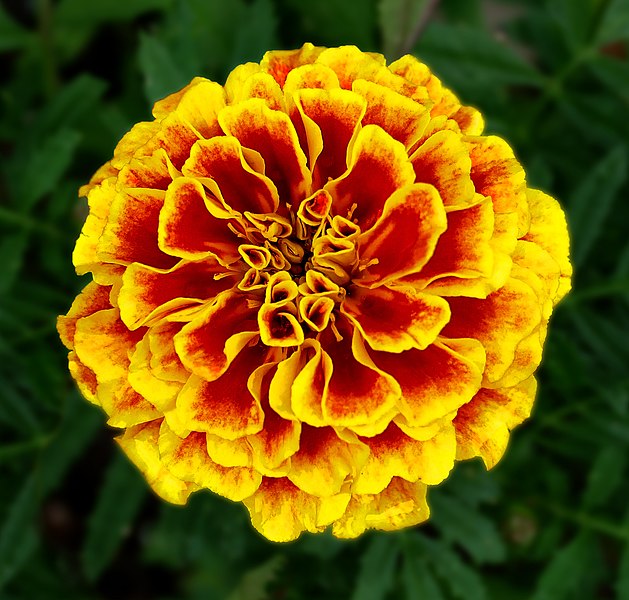 File:French Marigold -- October Birthday Flower -- Tagetes patula.jpg