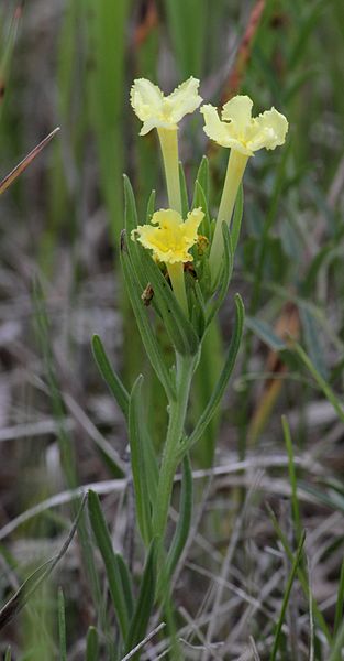 File:Fringed Puccoon (18046395399).jpg