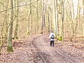 Frohnau - Waldweg (Woodland Path) - geo.hlipp.de - 32730.jpg