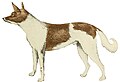 Fuegian dog (1863).jpg