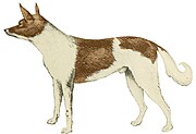 Fuegian koira (1863) .jpg