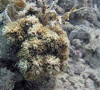 <i>Galaxea acrhelia</i> Species of coral