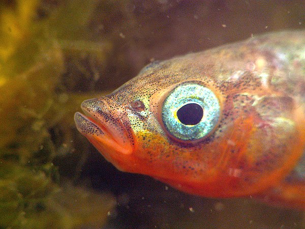 Male stickleback with red throat and shiny blue eye