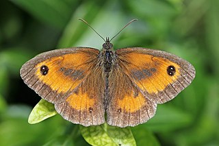 Gatekeeper (butterfly) butterfly of the British Isles