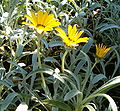 Gazania nivea