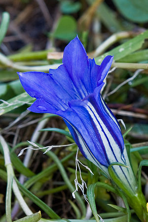 Gentiana verna