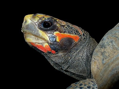 Red-footed Tortoise; Palmitos Park, Maspalomas, Gran Canaria, Canary Islands, Spain.