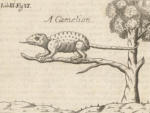 George Wheler's drawing of a chameleon perched on the branch of a tree