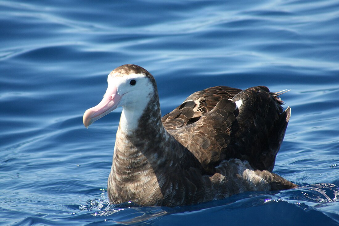 Antipoda albatroso