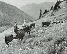 Cattle grazing