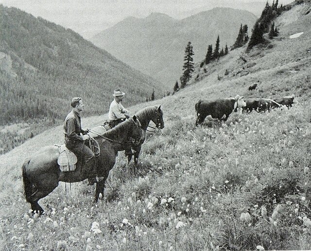 A U.S. Forest Service ranger and cattle grazer permittee on a hillside with cattle in Gifford Pinchot National Forest, Washington in 1949