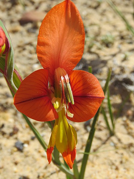 File:Gladiolus alatus Flipphi 1.jpg
