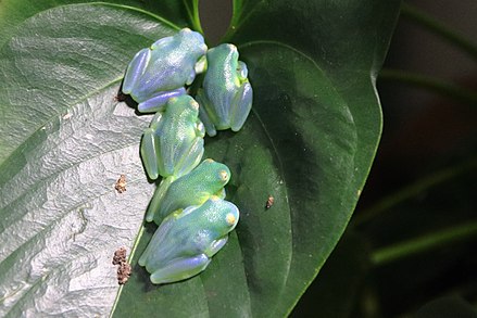 Group of glass frogs