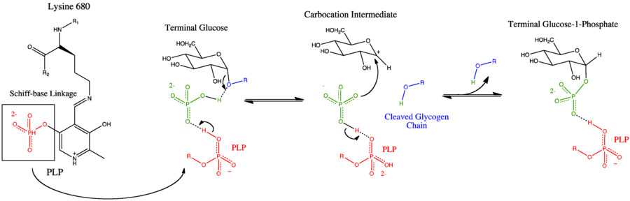 Catalytic Site Mechanism