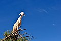* Nomination Goat (Capra aegagrus hircus) in an argan tree, Morocco. By User:Elena Tatiana Chis --Reda benkhadra 00:42, 30 May 2018 (UTC) * Promotion Good quality. --Peulle 11:35, 30 May 2018 (UTC)