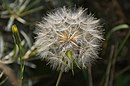 Tragopogon pratensis sēklas