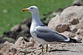 * Nomination Yellow-legged gull (Larus michahellis) in ThynaI, the copyright holder of this work, hereby publish it under the following license:This image was uploaded as part of Wiki Loves Earth 2024. --El Golli Mohamed 17:21, 3 July 2024 (UTC) * Promotion  Support Good quality. --Alexander-93 17:32, 3 July 2024 (UTC)