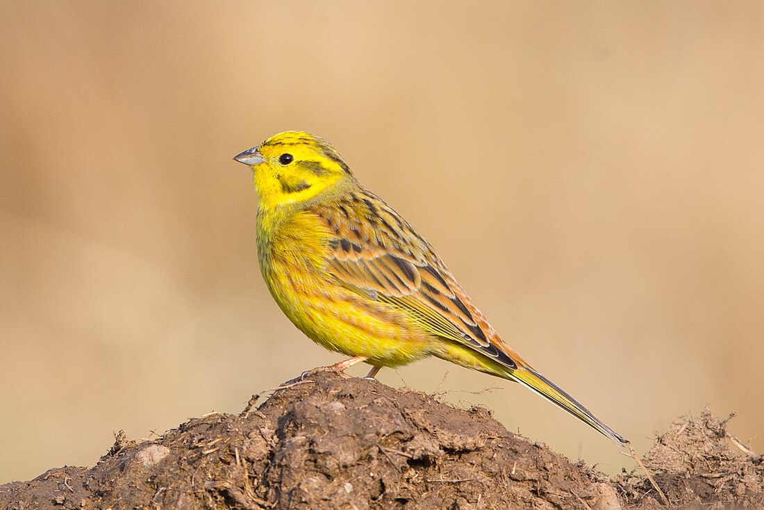 Yellowhammer